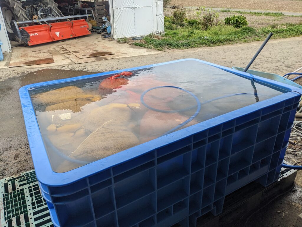 青い大型タンク 種もみ　浸種 種籾（たねもみ）の浸種 | 武田農園 宮城県亘理郡 米農家